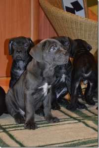 Cane Corso Italiano Kennel    FCI-. 6500  (800 ..) - 