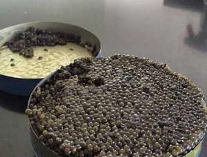 Caviar caspian Продам Настоящую чёрную икру осетра.