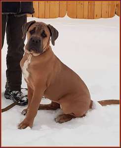 "Dominus Dog" представляет щенков кане корсо европейского шоу-класса.