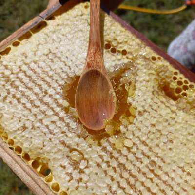 Стільниковій мед на вагу
