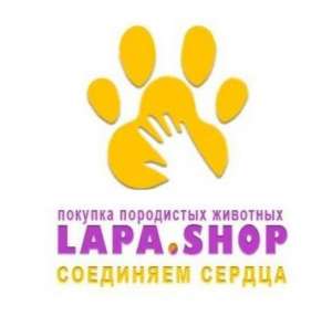 Lapa Shop - объ¤вление