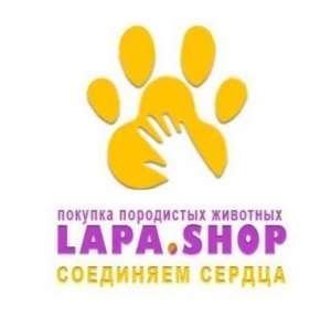 Lapa Shop