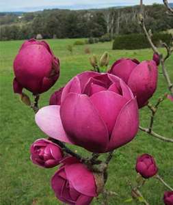 Magnolia Black Tulip,     