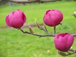 Magnolia Black Tulip,     