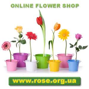 Rose Life - Розы. Розы Киев. Розы поштучно. Заказ роз. Доставка роз. Розы купить