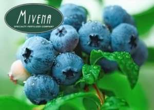 Sadovnikoff -   Mivena ( )