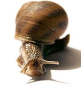 Snail-active     - 