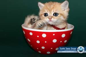 SSD - Питомник шотландских вислоухих котят - SCARLET SWEET DREAM - продажа котят ... - оголошення
