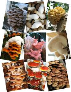 ̳���� �������� (����������), ����� (�������), ������� - ����������