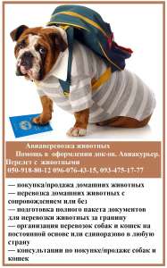Авиаперевозка животных. Помощь в оформлении док-ов. Авиакурьер. Перелет с животными - объявление
