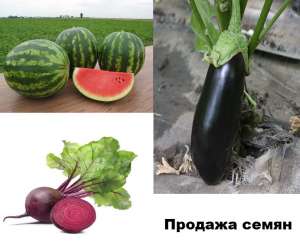 Агро центр B&SProduct. Семена. Заказать - объявление