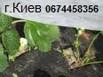 Агроволокно мульчирующее, от сорняков, черное для укрытия земли, мульчирование почвы - объявление