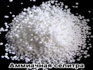 Аммиачная селитра польская N-34 % (NH4NO3) Нитрат аммония (селитра аммонийная) Опт Grupa Azoty Польша - объявление