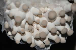 Белый гриб степной - мицелий вешенки королевской (эринги) - оголошення