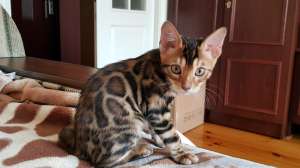 Бенгальская кошка. Бенгальские котята купить. Полтава. - объявление