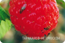 Борьба с мухами, плодовыми мушками (дрозофилами). Тел: 8 (926) 904-76-54