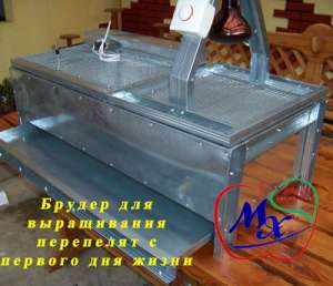Брудер для выращивания перепелов. - объявление