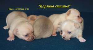 Букет Чихуахуа. Саморожающая многоплодная линия - объявление