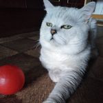 ВЯЗКА С КОТОМ британским цвета серебристый шиншилла ВRI пs24