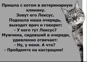 Ветеринар на дім Дніпро – Кастрація, Стерилізація, Лікування тварин
