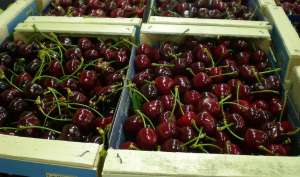 Вишня оптом на продажу - объявление