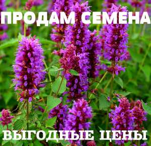 Внимание! Продам семена по выгодной цене! - объявление