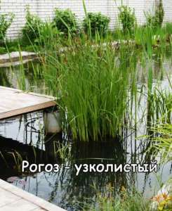 Водные растения. Растения для пруда - объявление