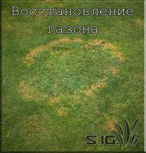 Восстановление газона - объявление