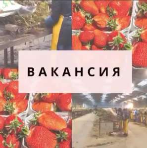 Всех желающих приглашаем на работу в Польше на вакансию “Сортировка саженцев клубники” - оголошення