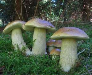 Выращивание белых грибов из нашего первичного зернового мицелия (семена грибов). Передаю в Луганск и Донецк - объявление