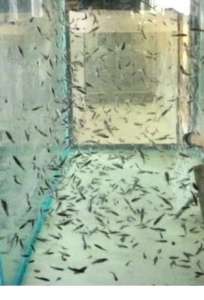 Гарра Руфа Doctor Fish (Garra Rufa) - объявление