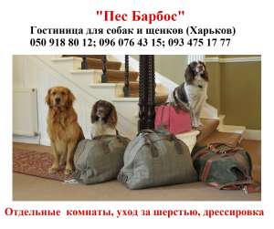 Гостиница для собак и щенков Новые Дома от 50 до 250 грн. VIP условия без клеток. Домашний рацион. - оголошення