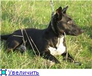 Гоша, средний кобель, 1 год, хороший охранник, черно-белый, ищет дом.