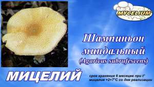 Грибная рассада - мицелий Шампиньон миндальный (Аgaricus subrufescens) высылаю почтой в любой населенный пункт - объявление