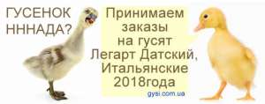 Гусенок Легарт Датский и Итальянец - объявление