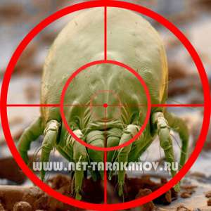 Дезинфекция в квартире, коттеже. Уничтожение аллергенов, пылевых клещей (сапрофитов). - объявление