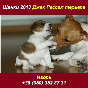 Джек Рассел терьер Щенки 2013 купить в Киеве - объявление