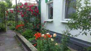 Дом в селе Вольное (Криничанский р-н) - объявление