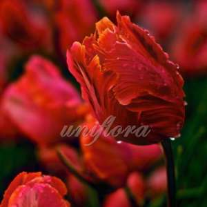 Доставка тюльпанов в Днепропетровске - объявление