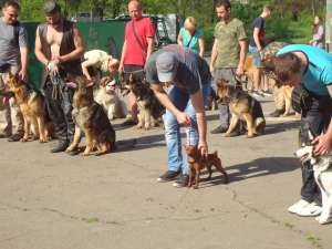Дрессировочный центр "SMART-DOG". Услуги по дрессировке собак в Одессе - объявление