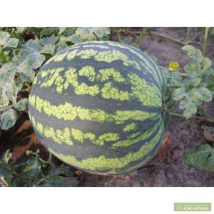 Дыню, Арбузы из Херсона продам - объявление
