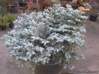 Ель, голубая ель, шаровидная ель, Glauca Globosa, голубая ель Киев купить - оголошення