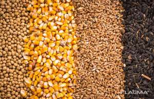 Закупаем зерновые культуры: пшеницу, просо и др. Подробнее: - объявление
