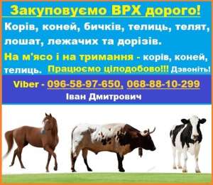 Закуповуємо Врх:Корови Коні Бички Телиці На м‘ясо Та На Тримання