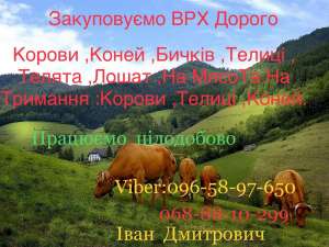 Закуповуємо Врх:Корови Коні Бички Телиці Телята Лошата На м‘ясо Та На - объявление