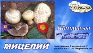 Зерновой первичный мицелий Шампиньон растрескивающийся (Аgaricus fissuratus) и других высокоурожайных штаммов (сортов) шампиньона - оголошення