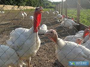 Индюшата. Продам индюшат - объявление