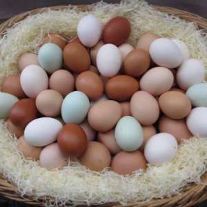 Инкубационное яйцо породы хайсек