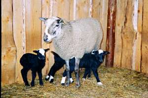 Карликовая овца - оголошення