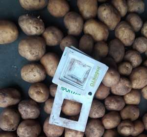 Картопля від виробника продам з овочесховища - объявление